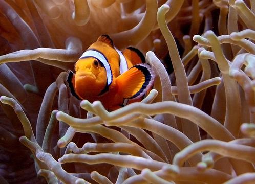 Oceana alerta de la pérdida sin precendentes de biodiversidad marina
