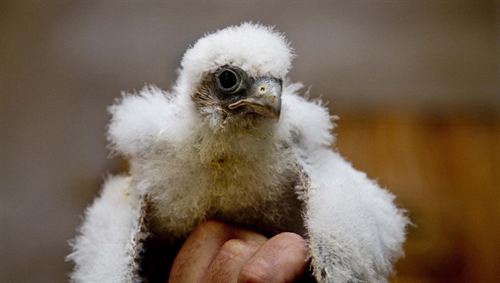 Extremadura acoge a 3.800 parejas de cernícalos primilla