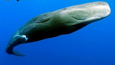 Los cachalotes ayudan a absorber el CO2 atmosférico