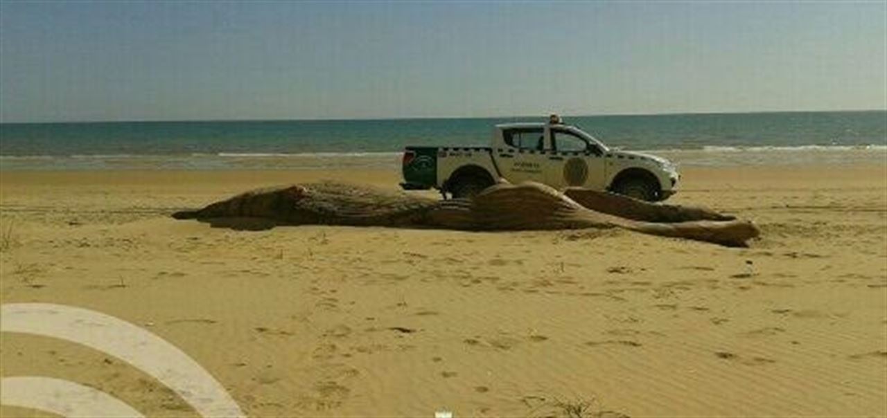 Segunda ballena muerta en la costa de Huelva en menos de una semana