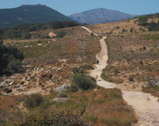 Madrid tira por el ‘retrete’ las vías pecuarias