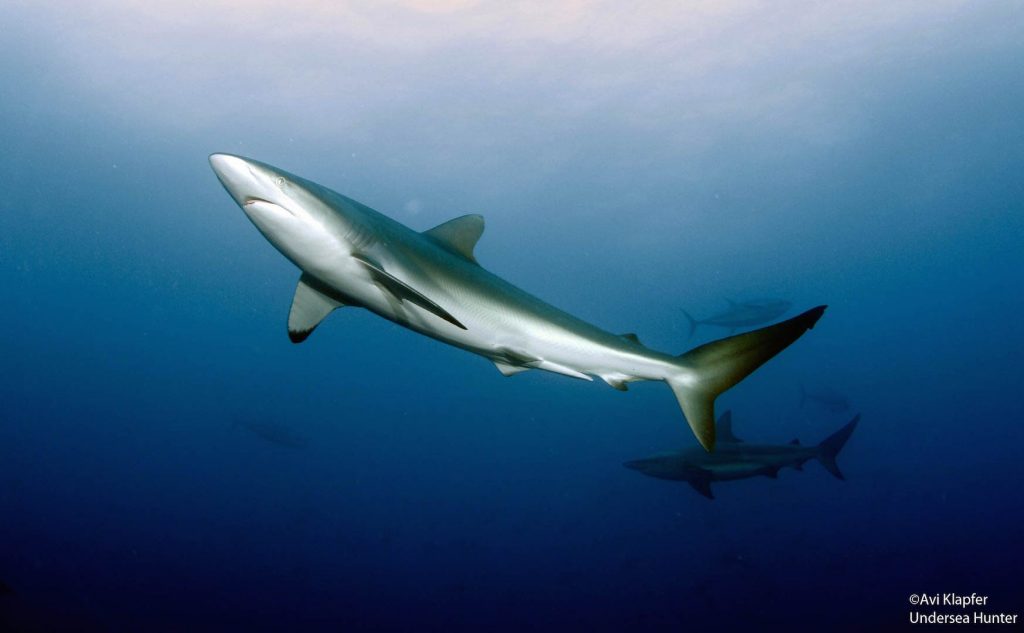 Conflicto por comercio de tiburones sube de tono