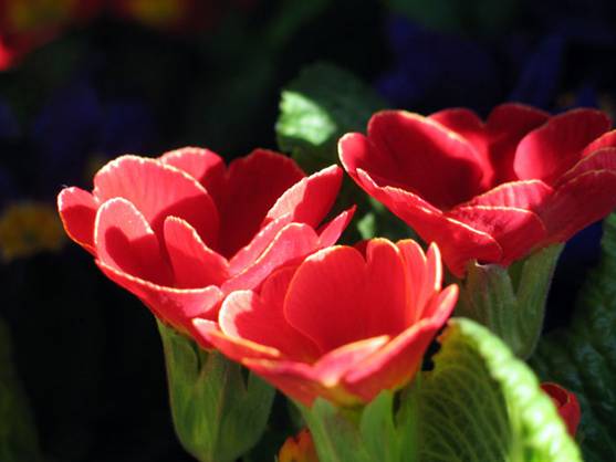 Las plantas ayudan a formar nubes y moderan el calentamiento climático