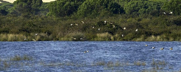 Estudian proyectos para aliviar la presión del acuífero de Doñana