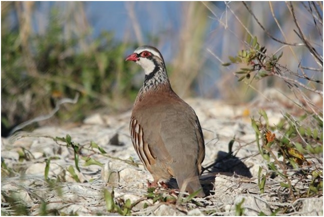 La suelta de perdices de granja en un ‘limbo’ regulatorio