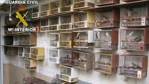 Entregan 1.800 firmas en el Parlament catalán contra la captura de pájaros cantores