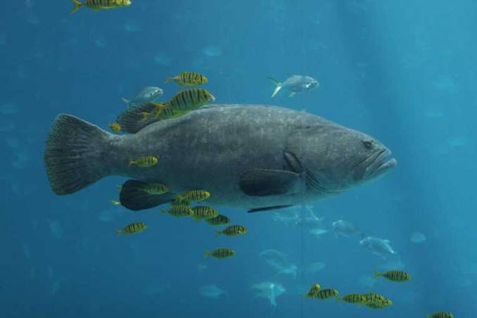 En 2050 la masa corporal de los peces se reducirá entre un 14% y un 24%