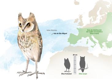 El autillo de São Miguel de las Azores se extinguió por la llegada del ser humano