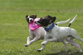 Marratxí acoge este sábado un encuentro para perros a fin de que interactúen