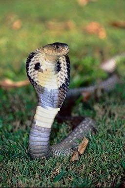 Faunia abre el primer pabellón dedicado en exclusiva al veneno en España