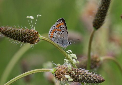 La provincia de Palencia alberga 1.015 especies de mariposas