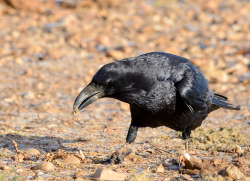 El cuervo retrocede peligrosamente en el Refugio de Rapaces de Montejo