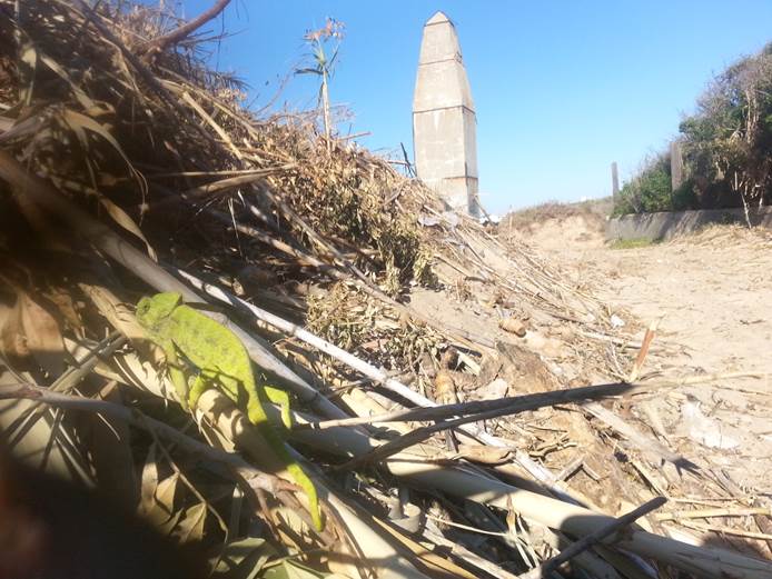 ‘Plataforma por las Vías Pecuarias de Rota’