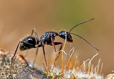 Secuenciados los genomas de dos especies de hormigas