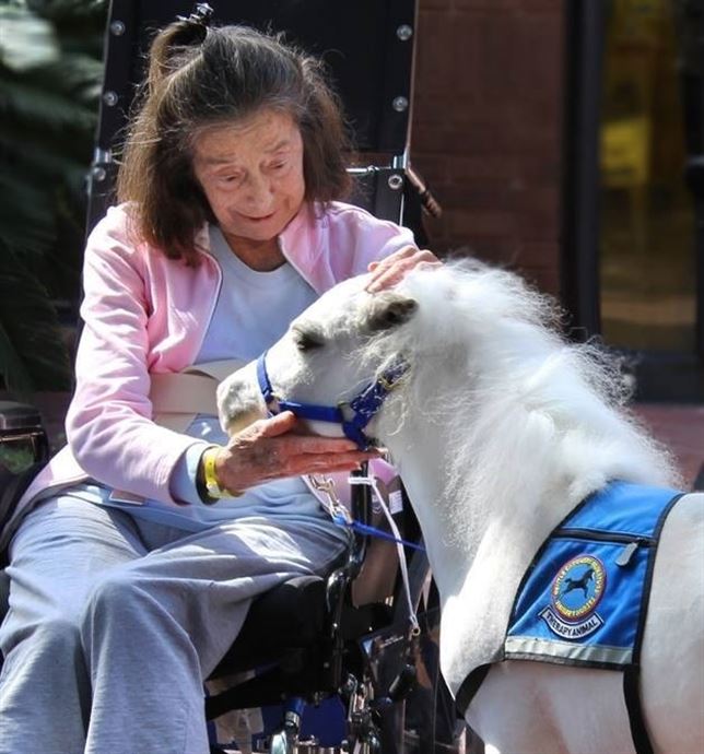 Caballos en miniatura