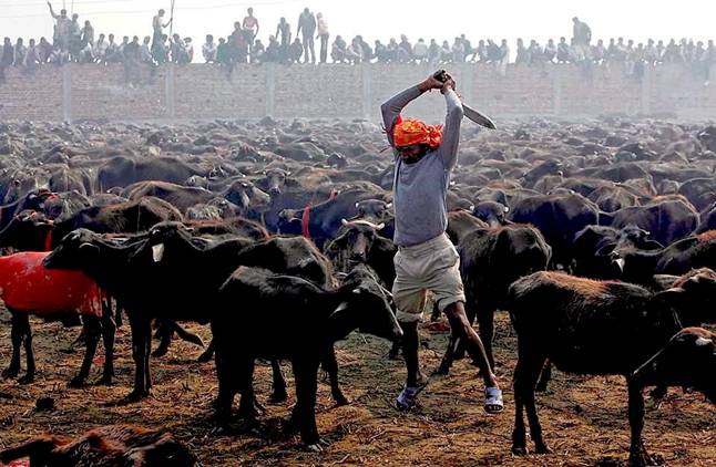 Conoces la mayor matanza animal del mundo