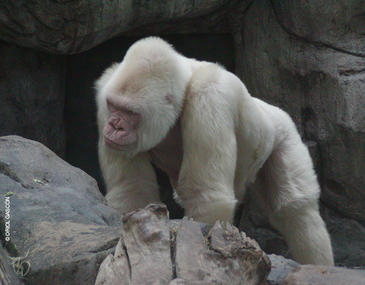 Copito de Nieve fue producto de la endogamia