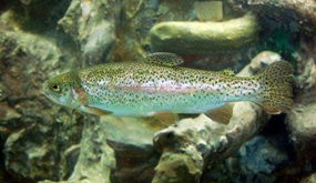 Autorizada la pesca de la trucha tras tres años de veda en la zona norte que han permitido duplicar la población de la especie