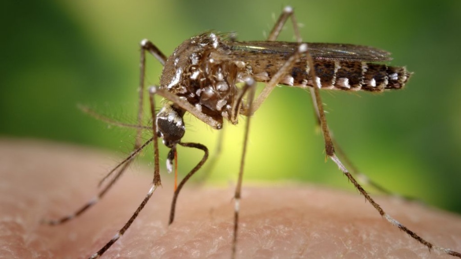 El cambio climático podría extinguir un tercio de los parásitos