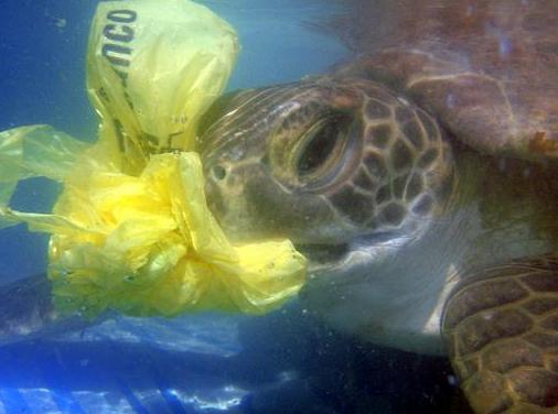 Galicia. Charlas sobre la contaminación de microplásticos en los océanos y jornadas de limpieza de residuos