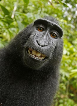 El autor legal del selfi del mono donará el 25% de sus beneficios a la protección de los macacos de Indonesia