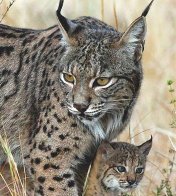 La conservación del lince ibérico es una prioridad para el Ministerio