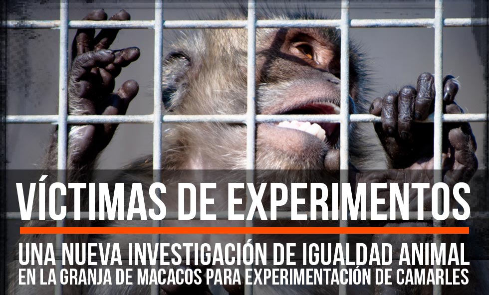 Granja de macacos para experimentación de Tarragona