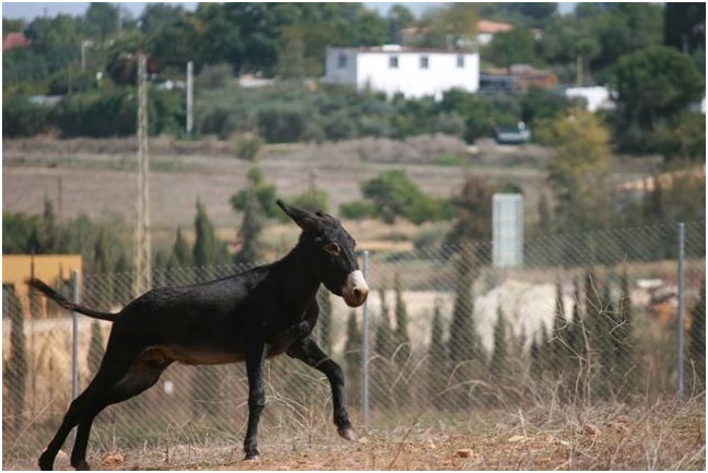 Dos menores almerienses acusados de maltrato al burrito Capitán