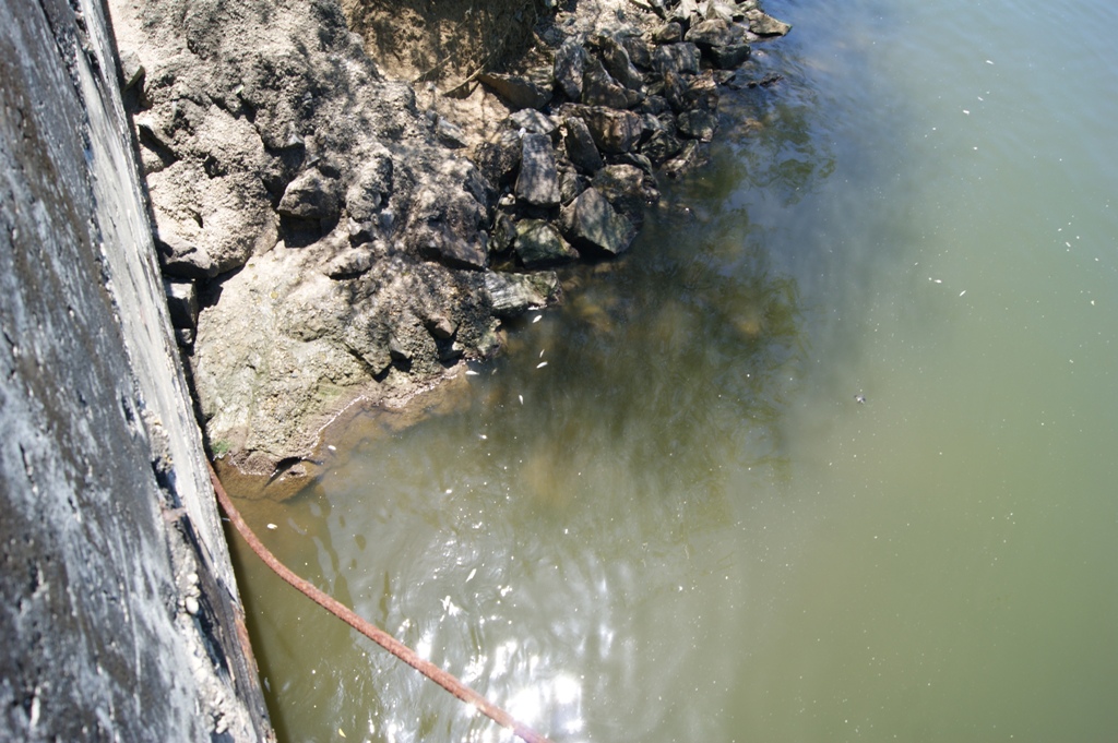 Venezuela. Ecosistema marino costero de carenero recupera la normalidad