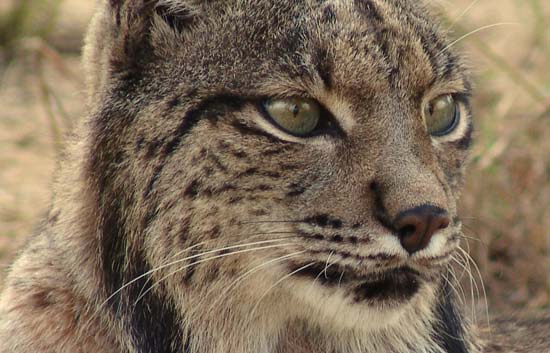 Ecologistas en Acción culpa a Agricultura de la muerte de un lince