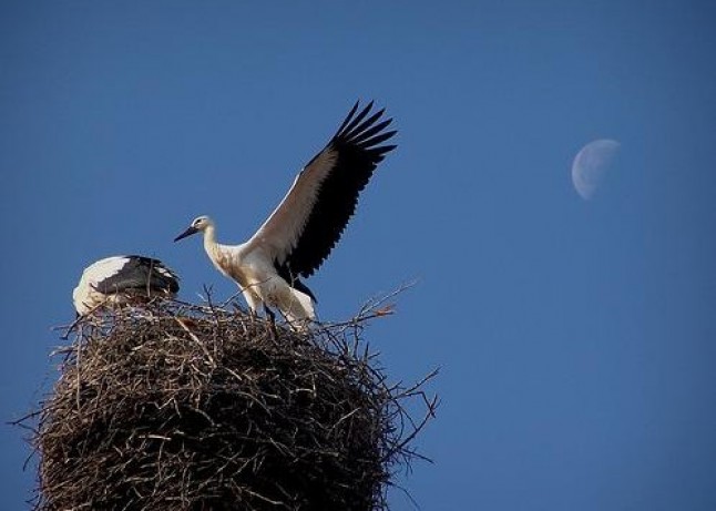 Nuevos censos de aves en las hoces del Riaza y su entorno