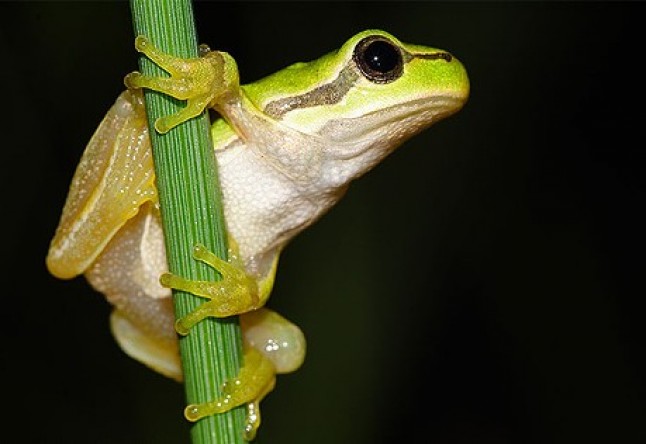 Publican un informe con más de 350 especies descubiertas en el Himalaya