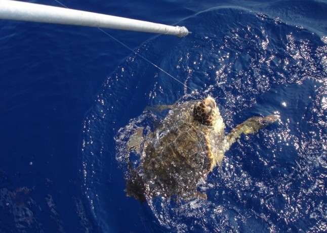 Reparto de pértigas de corte para reducir la mortalidad de las tortugas marinas