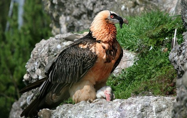 Conservación del quebrantahuesos en Aragón
