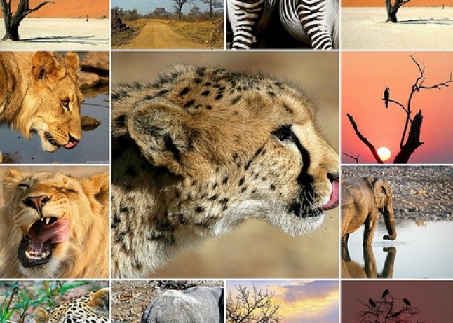 Las mejores series y documentales de naturaleza