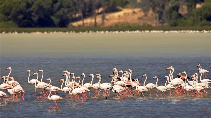 50º aniversario de Doñana