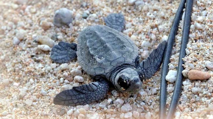 Nacen las primeras tortugas babaua de la temporada en la playa de Castelldefels