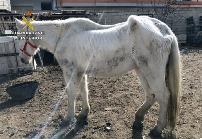 Maltrato animal y abandono de varios caballos en Murcia