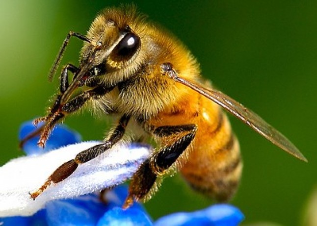 Diseñan un programa para frenar la disminución de la población de abejas