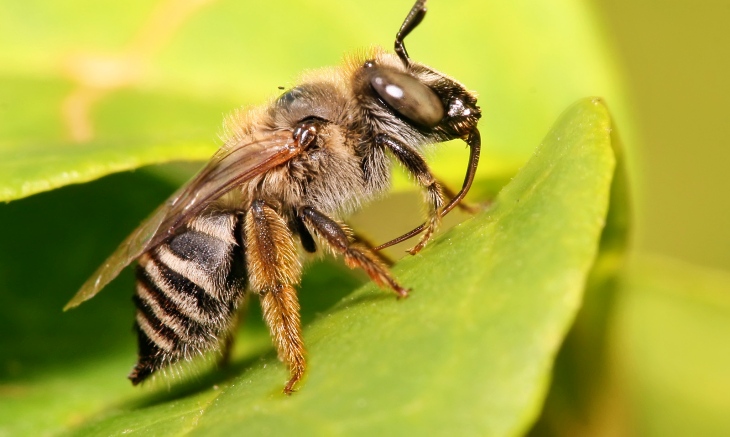 Las abejas que anidan en el suelo corren el riesgo de intoxicarse por pesticidas