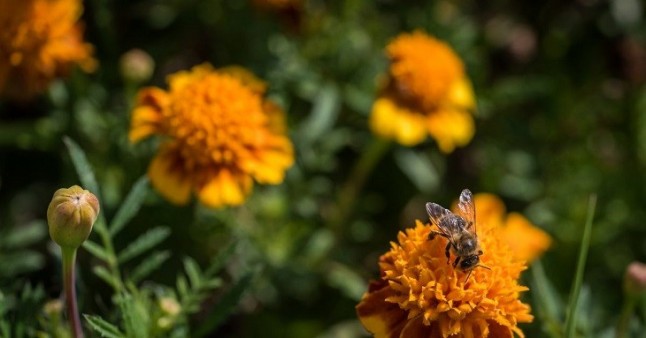La Abeja Maya se suma a la campaña #SOSabejas