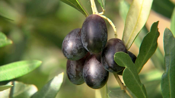 El cambio climático también afectará a la aceituna