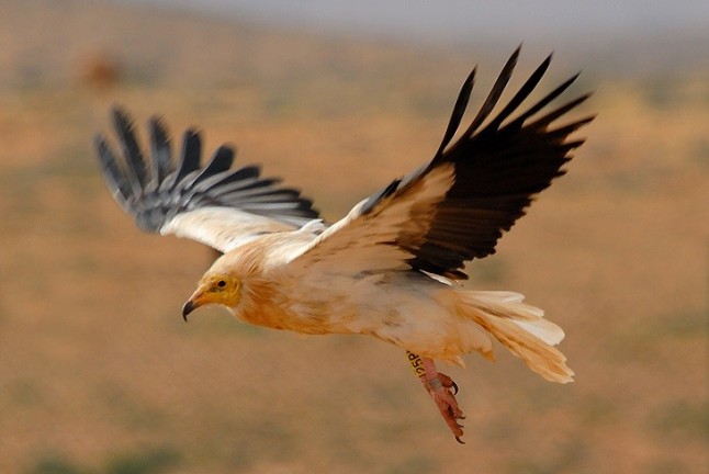 Canarias se activa para proteger el guirre