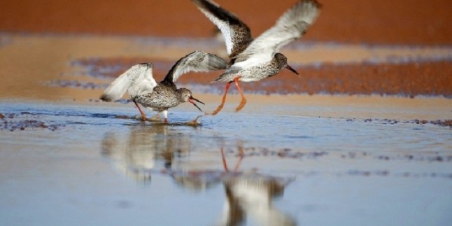 Censo de aves acuáticas en los humedales andaluces