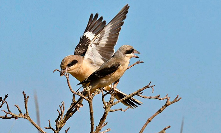 Catalunya acoge al ‘Alcaudón chico’ para reproducirse