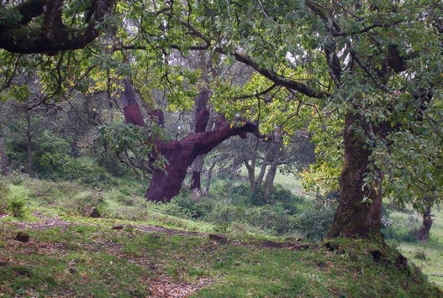 Buenas noticias para los bosques de alcornocales de Cádiz