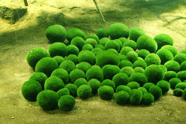 Resuelto el misterio de por qué las algas Marimo solo se huden por la noche