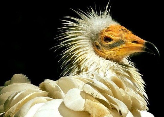 WWF inicia el marcaje de  alimoches por satélite que podrá seguirse en su web