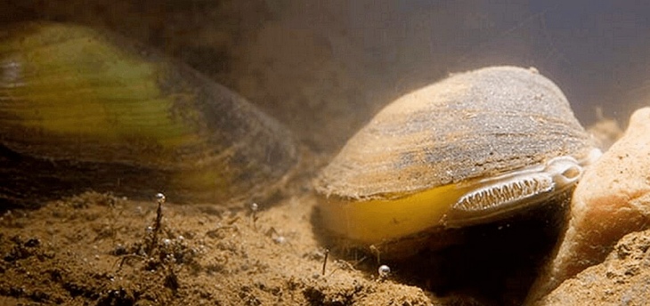 Nuevas esperanzas para la población de almejas de agua dulce