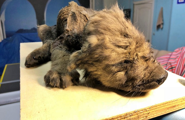 Hallan un cachorro congelado hace 18.000 años y no saben si es un perro o un lobo